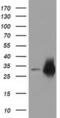 Crystallin Mu antibody, MA5-25178, Invitrogen Antibodies, Western Blot image 