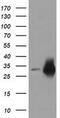 Crystallin Mu antibody, MA5-25178, Invitrogen Antibodies, Western Blot image 