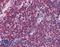 Macrophage Migration Inhibitory Factor antibody, LS-B2586, Lifespan Biosciences, Immunohistochemistry paraffin image 