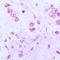 Activating Transcription Factor 3 antibody, LS-C353905, Lifespan Biosciences, Immunohistochemistry frozen image 