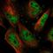 Early Growth Response 4 antibody, NBP1-80999, Novus Biologicals, Immunofluorescence image 