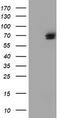 TUB Like Protein 3 antibody, CF504149, Origene, Western Blot image 