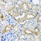 Cytochrome b-c1 complex subunit 9 antibody, A12320, Boster Biological Technology, Immunohistochemistry frozen image 