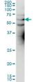 Potassium Voltage-Gated Channel Subfamily A Member 3 antibody, H00003738-M01, Novus Biologicals, Western Blot image 