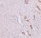 Leucine Rich Repeat Transmembrane Neuronal 1 antibody, PA5-21096, Invitrogen Antibodies, Immunohistochemistry paraffin image 