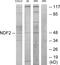 Neuronal Differentiation 2 antibody, PA5-38692, Invitrogen Antibodies, Western Blot image 