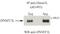 DNA Methyltransferase 3 Like antibody, ab3493, Abcam, Immunoprecipitation image 