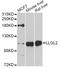 LLGL Scribble Cell Polarity Complex Component 2 antibody, STJ110583, St John