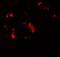 KN motif and ankyrin repeat domain-containing protein 2 antibody, NBP2-82099, Novus Biologicals, Immunofluorescence image 