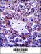 NAD Kinase 2, Mitochondrial antibody, 57-281, ProSci, Immunohistochemistry paraffin image 