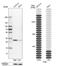 Prohibitin antibody, NBP1-87283, Novus Biologicals, Western Blot image 