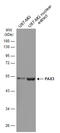 Paired Box 3 antibody, GTX634389, GeneTex, Western Blot image 