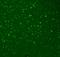 Hyperpolarization Activated Cyclic Nucleotide Gated Potassium Channel 3 antibody, orb67396, Biorbyt, Immunofluorescence image 
