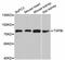 Transforming Growth Factor Beta Induced antibody, MBS128127, MyBioSource, Western Blot image 