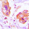FLNA antibody, GTX32328, GeneTex, Immunohistochemistry paraffin image 