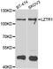 Leucine Zipper Like Transcription Regulator 1 antibody, orb247918, Biorbyt, Western Blot image 
