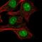 Ribosomal L24 Domain Containing 1 antibody, PA5-64114, Invitrogen Antibodies, Immunofluorescence image 