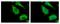 Insulin Like Growth Factor 2 MRNA Binding Protein 2 antibody, NBP1-33728, Novus Biologicals, Immunofluorescence image 