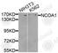 Nuclear Receptor Coactivator 1 antibody, A1128, ABclonal Technology, Western Blot image 