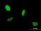 Atonal BHLH Transcription Factor 1 antibody, LS-C196710, Lifespan Biosciences, Immunofluorescence image 