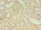 Testis Specific 13 antibody, LS-C378605, Lifespan Biosciences, Immunohistochemistry frozen image 
