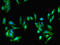 FERM, RhoGEF and pleckstrin domain-containing protein 2 antibody, LS-C375691, Lifespan Biosciences, Immunofluorescence image 