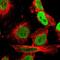 Interleukin Enhancer Binding Factor 2 antibody, NBP1-82586, Novus Biologicals, Immunocytochemistry image 