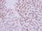 EDIL3 antibody, NBP2-16146, Novus Biologicals, Immunohistochemistry frozen image 