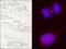Kinesin Family Member 14 antibody, NB110-40678, Novus Biologicals, Immunohistochemistry frozen image 
