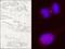 Kinesin-like protein KIF14 antibody, NB110-40678, Novus Biologicals, Immunohistochemistry frozen image 