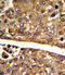Malate Dehydrogenase 1 antibody, 61-590, ProSci, Immunohistochemistry paraffin image 