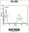 Rfuc-t antibody, 61-717, ProSci, Immunofluorescence image 