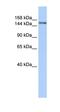 Symplekin antibody, orb325043, Biorbyt, Western Blot image 