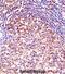 Transcription Elongation Factor A1 antibody, abx028285, Abbexa, Immunohistochemistry frozen image 