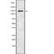 Myosin Binding Protein C, Cardiac antibody, abx216994, Abbexa, Western Blot image 