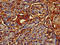 CAMP Responsive Element Binding Protein 3 Like 1 antibody, orb51982, Biorbyt, Immunohistochemistry paraffin image 