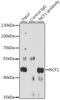 Neutrophil Cytosolic Factor 1 antibody, 14-032, ProSci, Immunoprecipitation image 