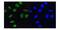 Minichromosome Maintenance Complex Component 5 antibody, A03642, Boster Biological Technology, Immunofluorescence image 