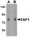 Fas Associated Factor 1 antibody, A03842, Boster Biological Technology, Western Blot image 