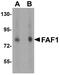 FAS-associated factor 1 antibody, A03842, Boster Biological Technology, Western Blot image 