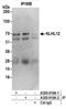 Kelch-like protein 12 antibody, A302-910A, Bethyl Labs, Immunoprecipitation image 