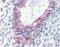 G Protein-Coupled Receptor 27 antibody, 51-256, ProSci, Immunohistochemistry paraffin image 