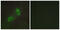 Hepatocyte Growth Factor-Regulated Tyrosine Kinase Substrate antibody, abx013280, Abbexa, Western Blot image 