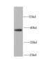 LDL Receptor Related Protein Associated Protein 1 antibody, FNab04849, FineTest, Western Blot image 