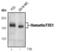 TSC Complex Subunit 1 antibody, MA5-15104, Invitrogen Antibodies, Western Blot image 