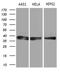 Transaldolase 1 antibody, LS-C795173, Lifespan Biosciences, Western Blot image 