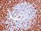 CD45RO antibody, NBP2-48465, Novus Biologicals, Immunohistochemistry paraffin image 