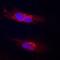 Podocalyxin Like 2 antibody, AF1524, R&D Systems, Immunofluorescence image 