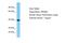 Olfactory Receptor Family 52 Subfamily B Member 2 antibody, PA5-71226, Invitrogen Antibodies, Western Blot image 