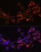 Dickkopf WNT Signaling Pathway Inhibitor 3 antibody, 18-691, ProSci, Immunofluorescence image 